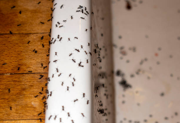 Best Commercial Pest Control Services  in Highland, KS