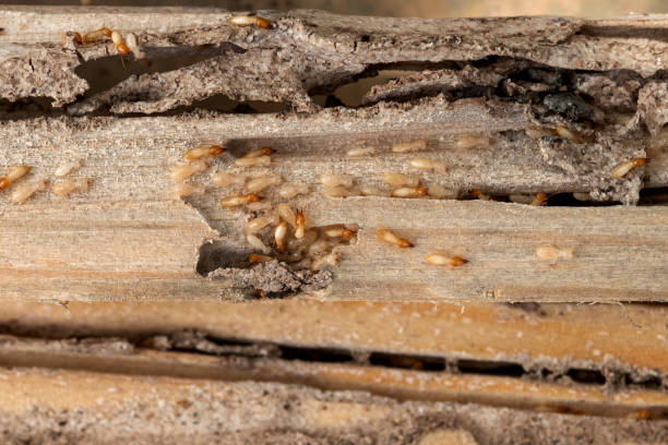 Best Mosquito Control Services  in Highland, KS